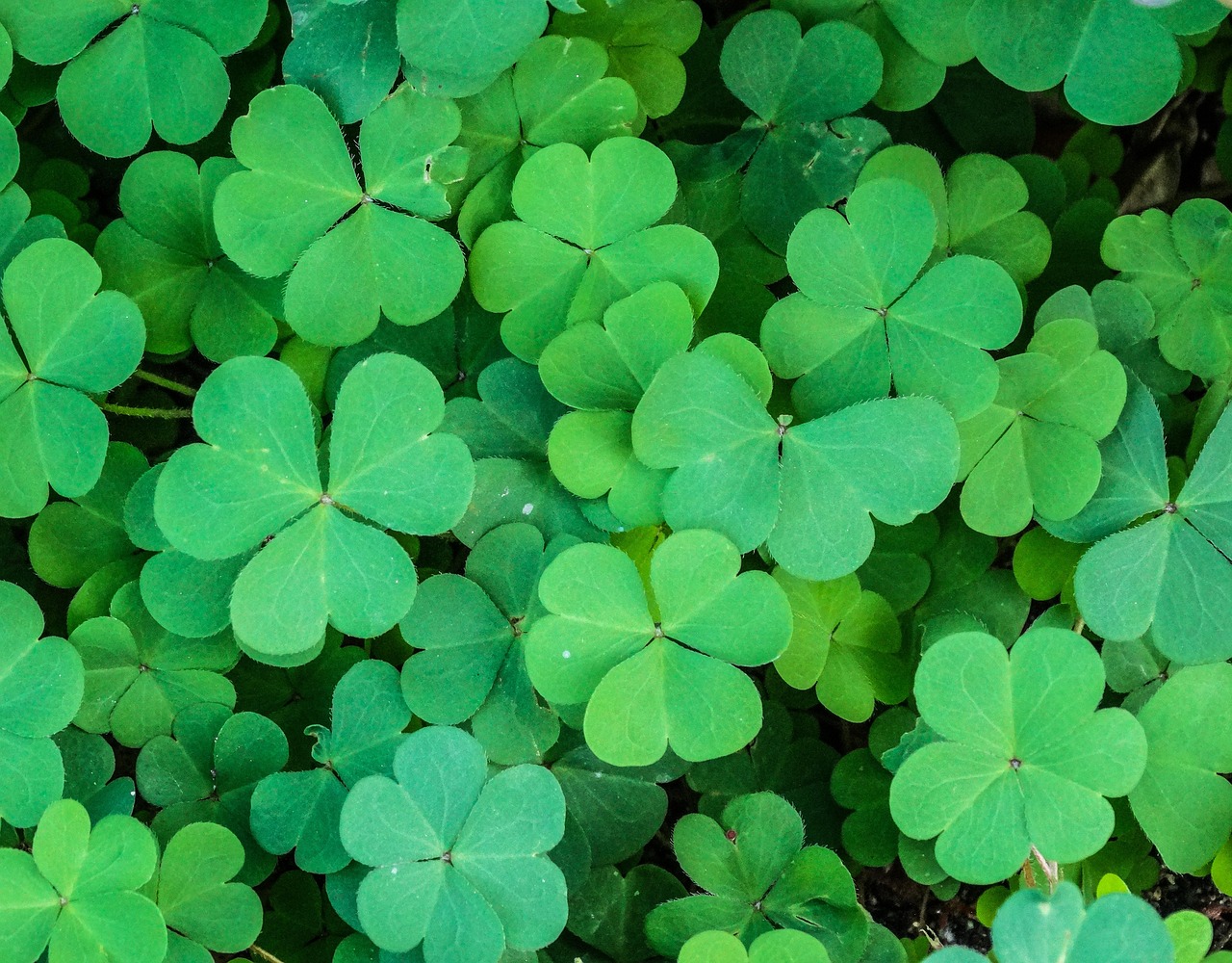 Growing Sorrel at Home: A Beginner's Guide