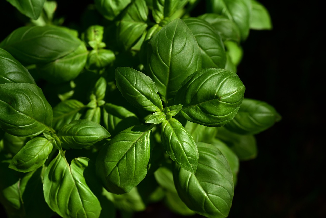 How to Preserve Sorrel: Freezing, Drying, and Beyond